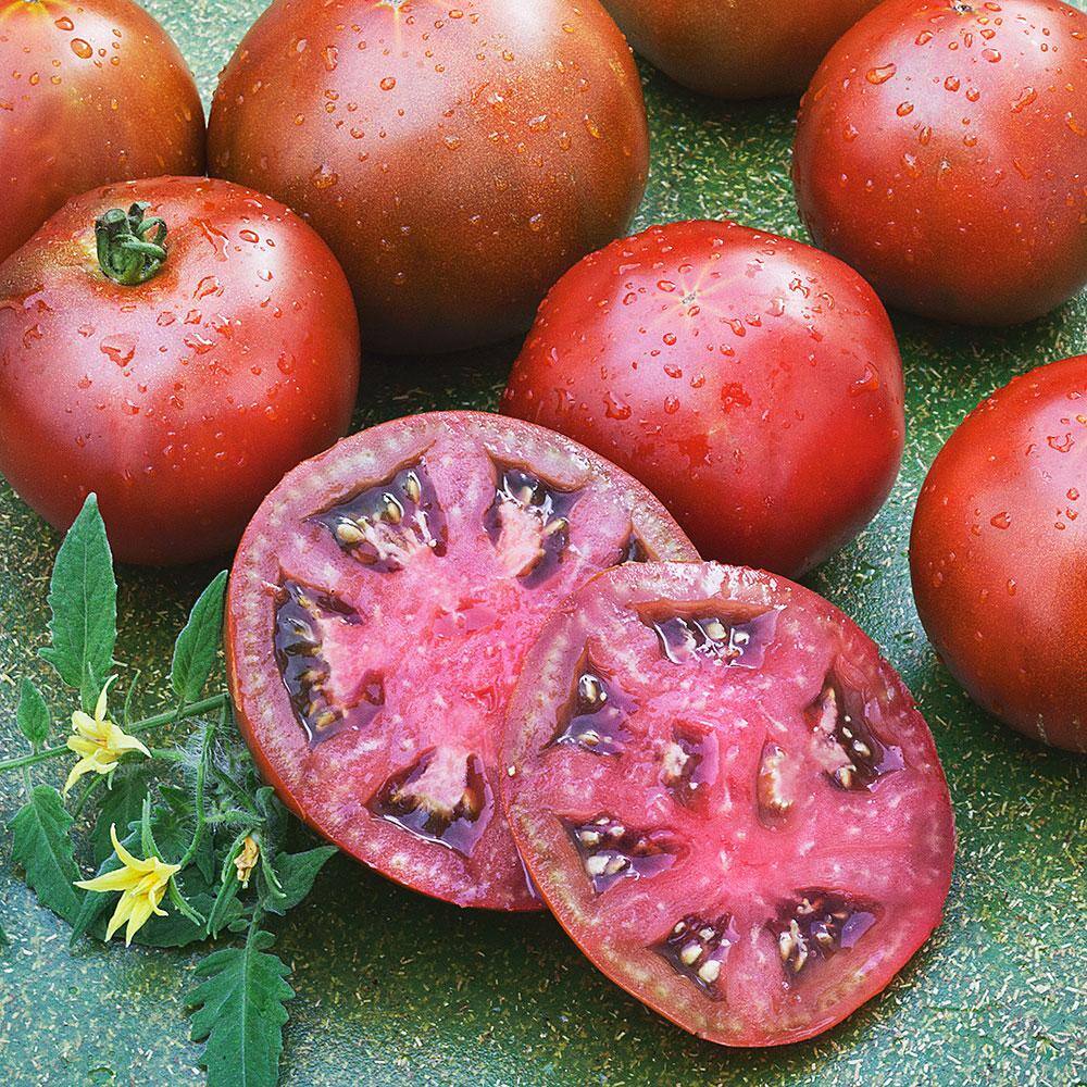 Bonnie Plants 19 oz. Black Prince Heirloom Tomato Plant 0258