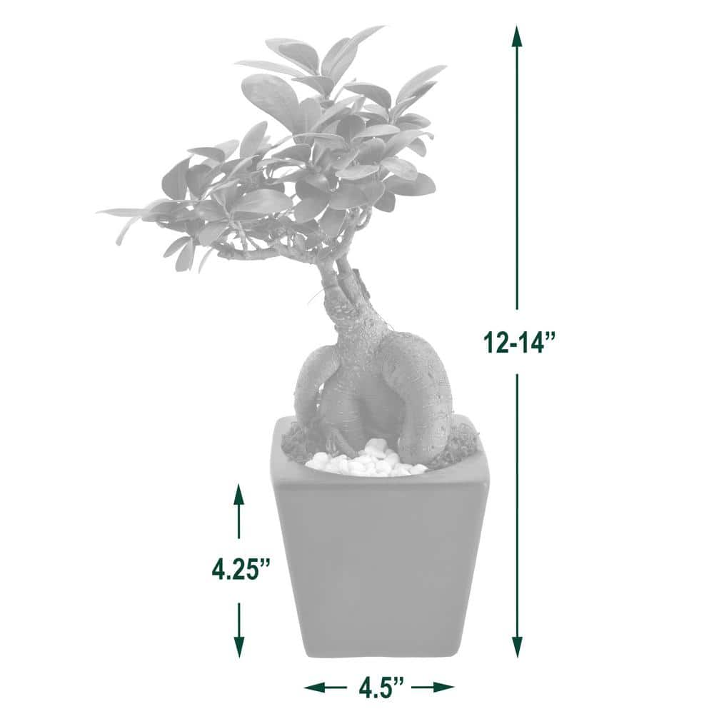 Arcadia Garden Products 4.5 in. Ginseng Ficus Bonsai White Square Carolina Ceramic Planter LV60