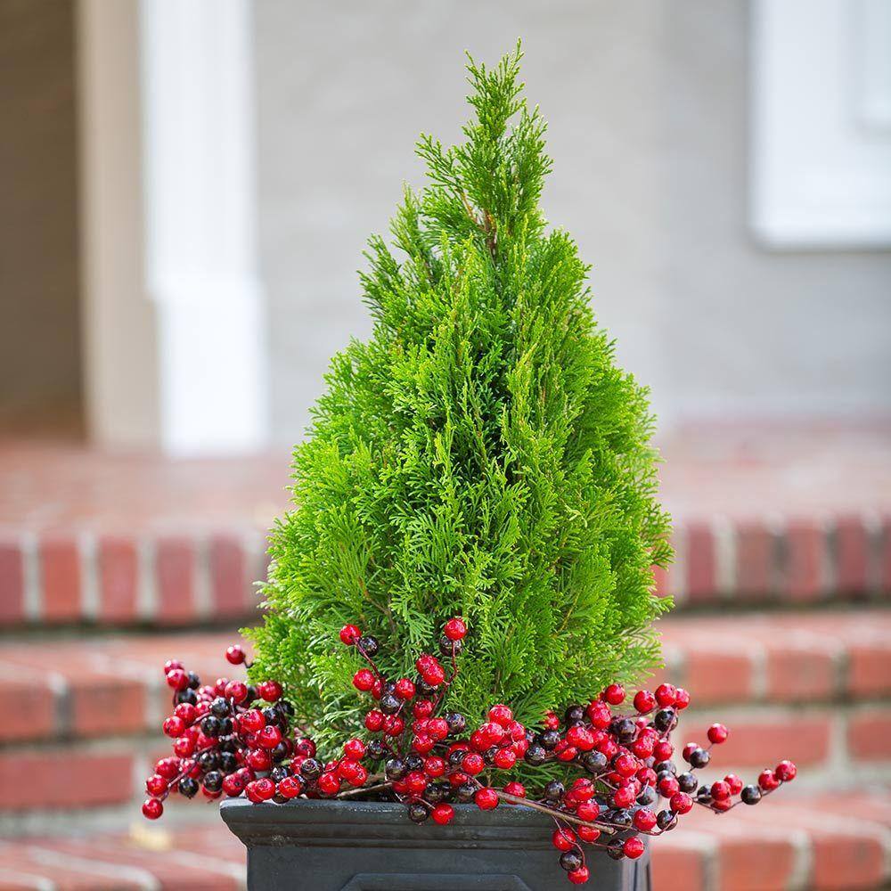 FLOWERWOOD 2.5 Gal - Emerald Green Arborvitae(Thuja) Live Evergreen ShrubTree Green Foliage 55203FL