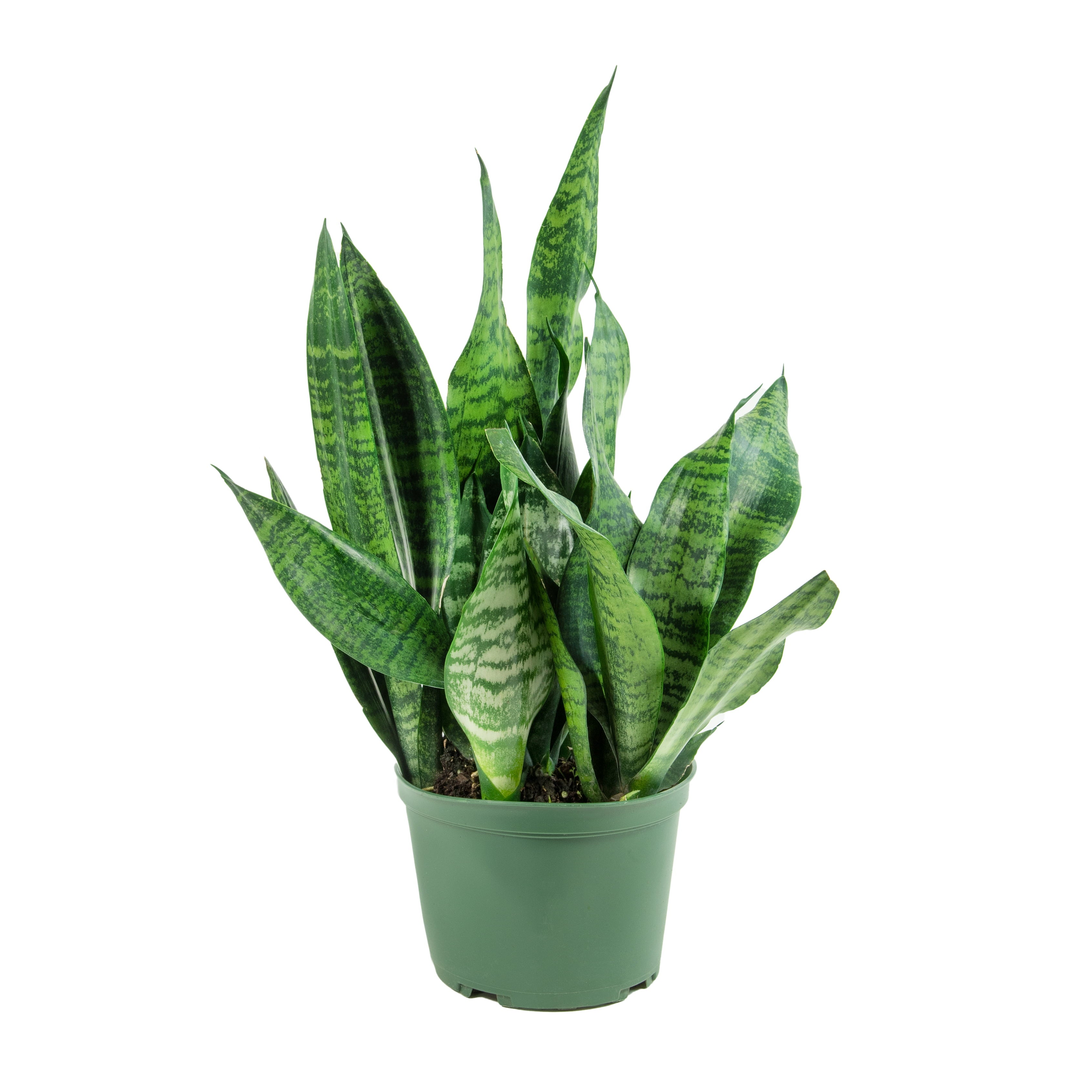 Plant with Purpose 6 In Sanseveria Zeylanica - 2 Piece