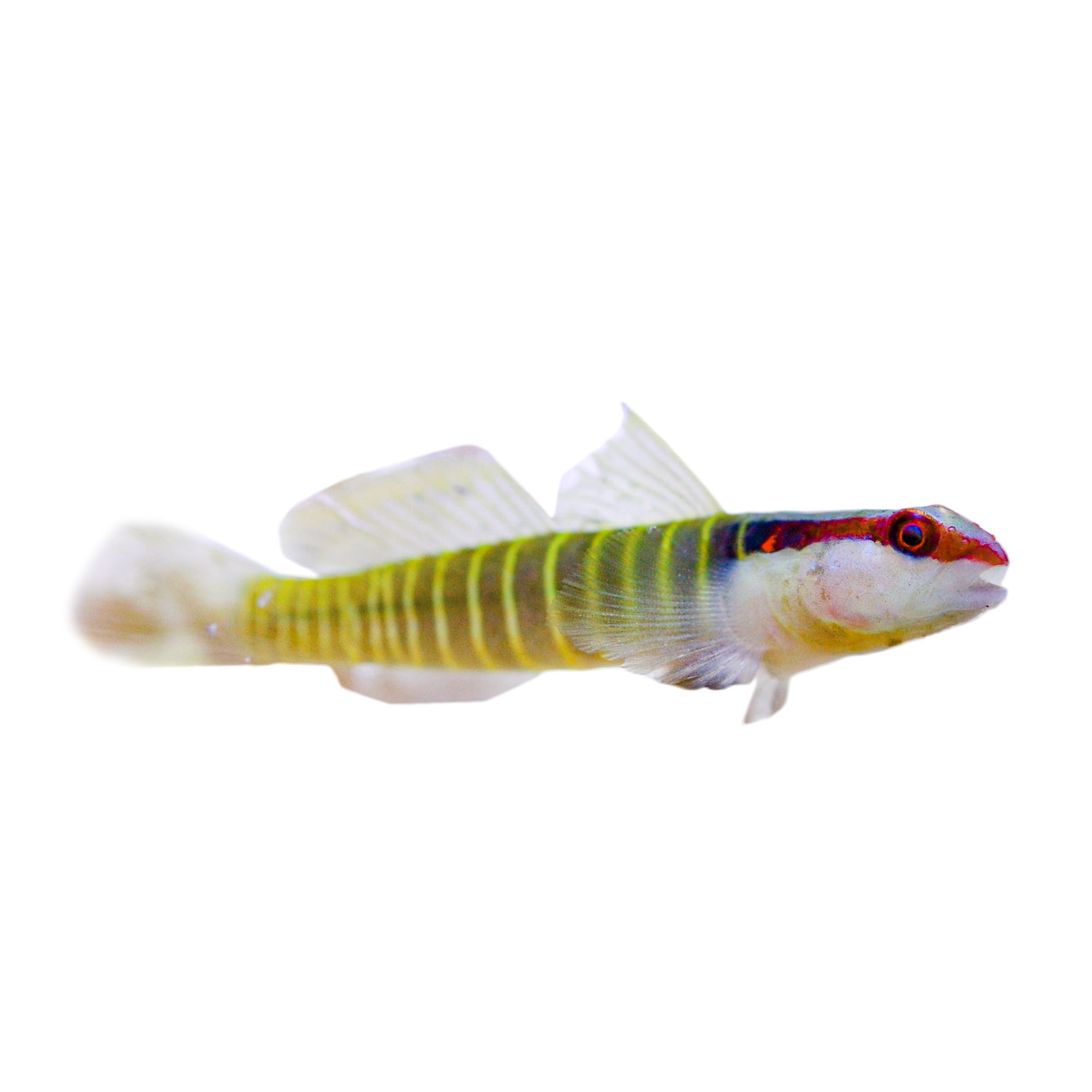 Green Banded Goby (Elacatinus multifasciatus)