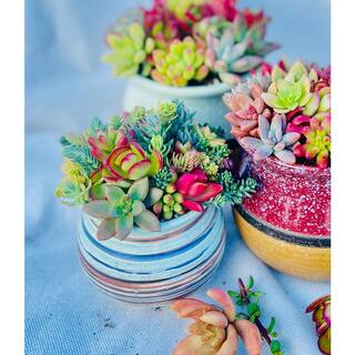 Cesicia Succulent Plants Collection Flowers with Green Ceramic Container DRZWPlant2