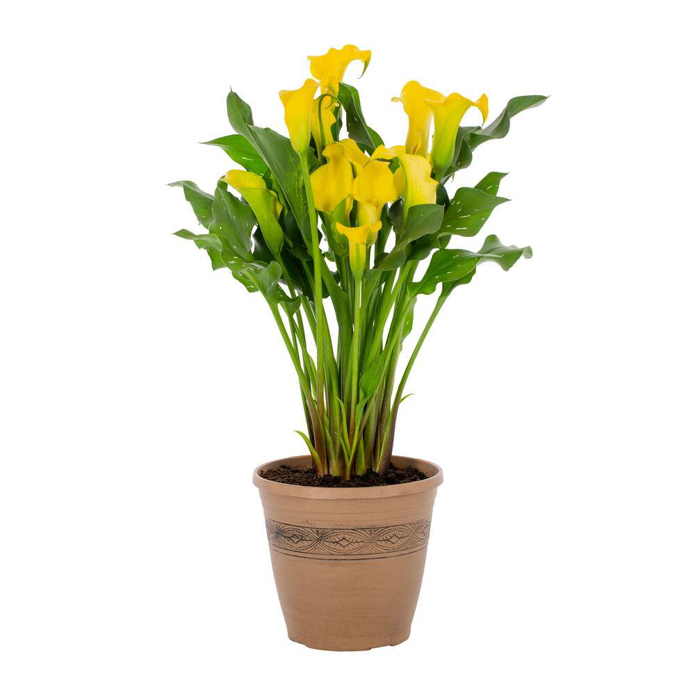 METROLINA GREENHOUSES 2.5 Qt. Captain Solo Yellow Calla Lily Plant 78838