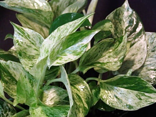 Marble Queen Devil's Ivy - Pothos - Epipremnum - 6