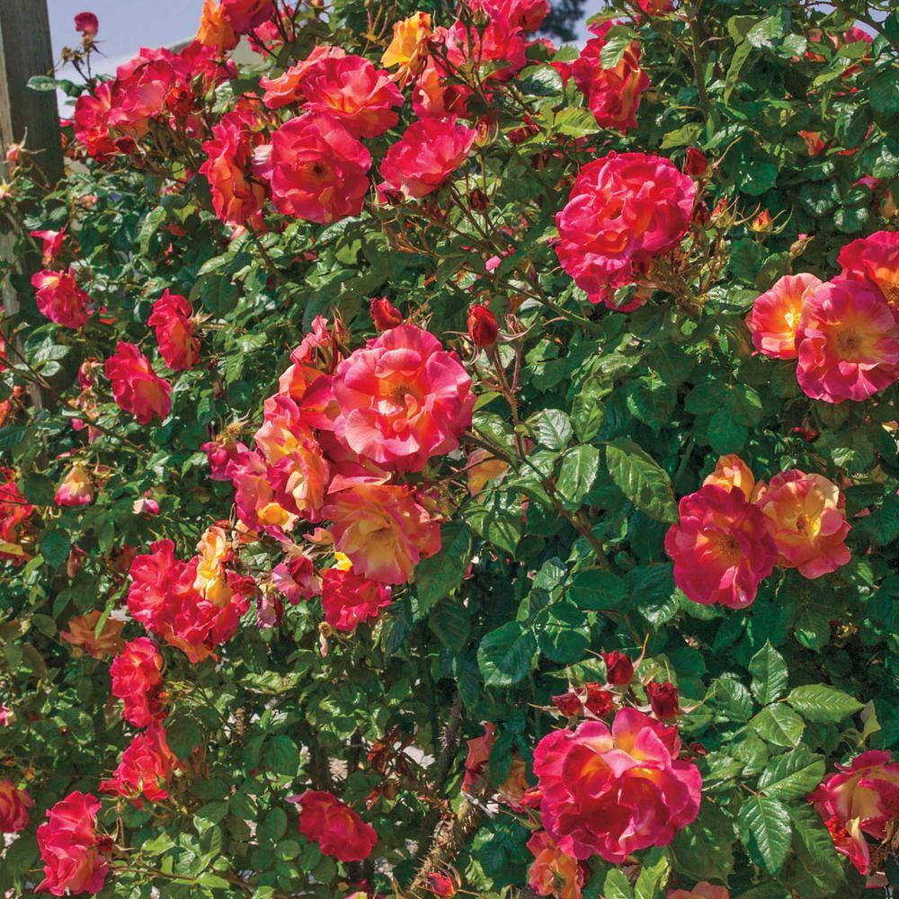 Spring Hill Nurseries Joseph's Coat Climbing Rose Live Bareroot Plant Multi-Color Flowers (1-Pack) 13455