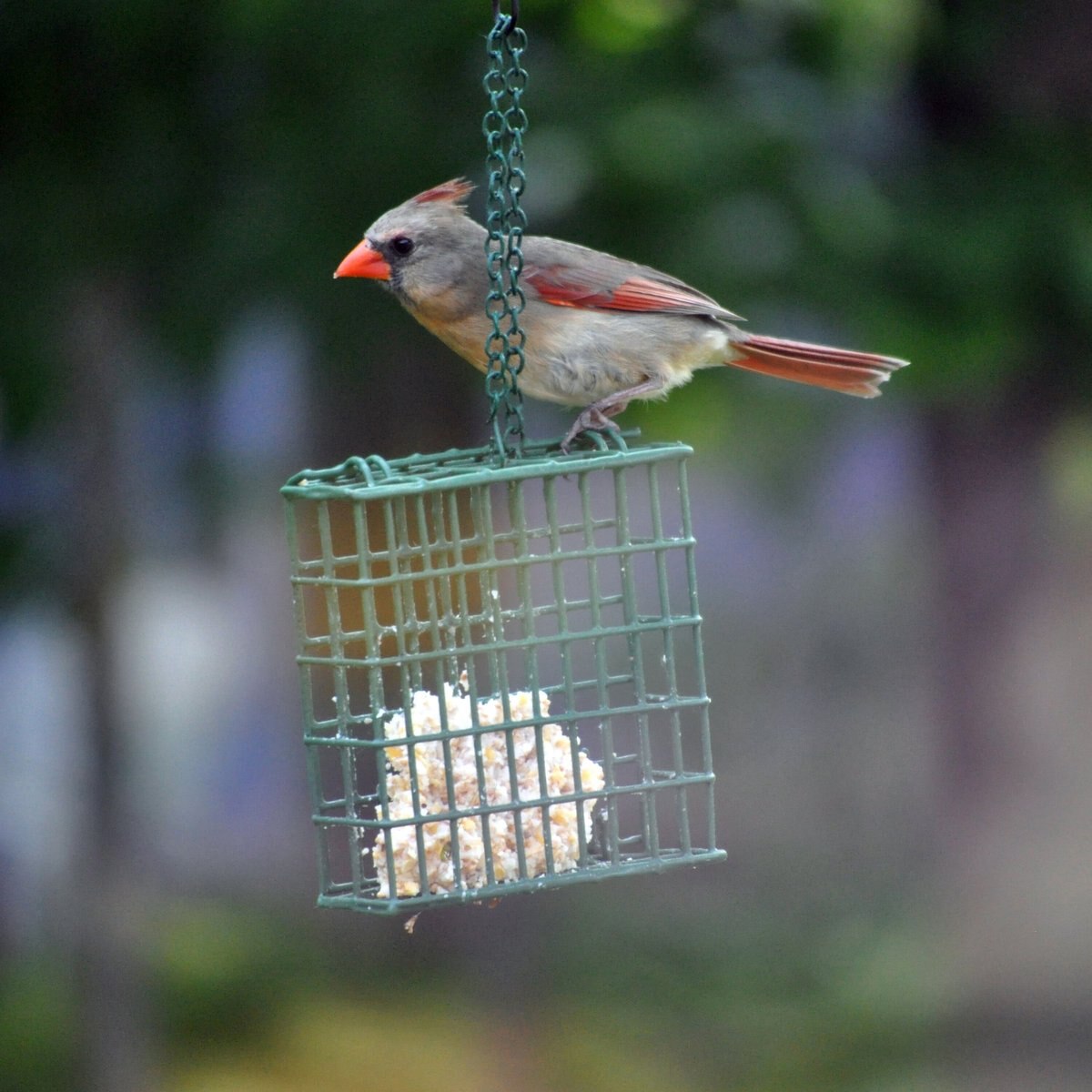 CandS Peanut Treat Suet Wild Bird Food