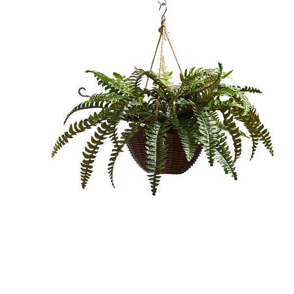 Boston Fern Hanging Basket