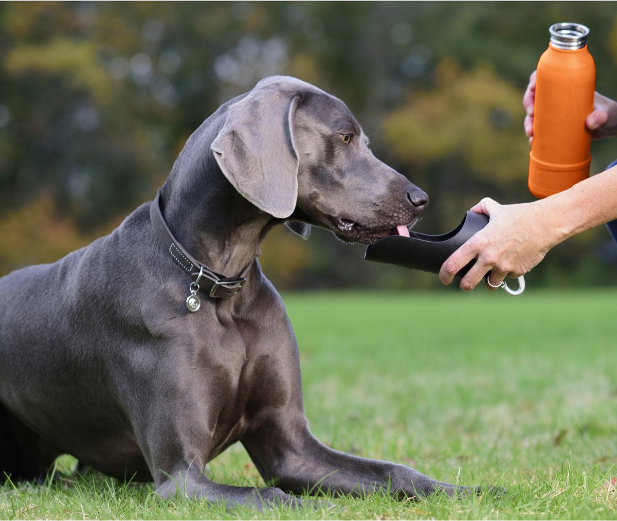 KONG H2O K9 UNIT Insulated Stainless Steel Dog Water Bottle and Travel Bowl， 25-oz