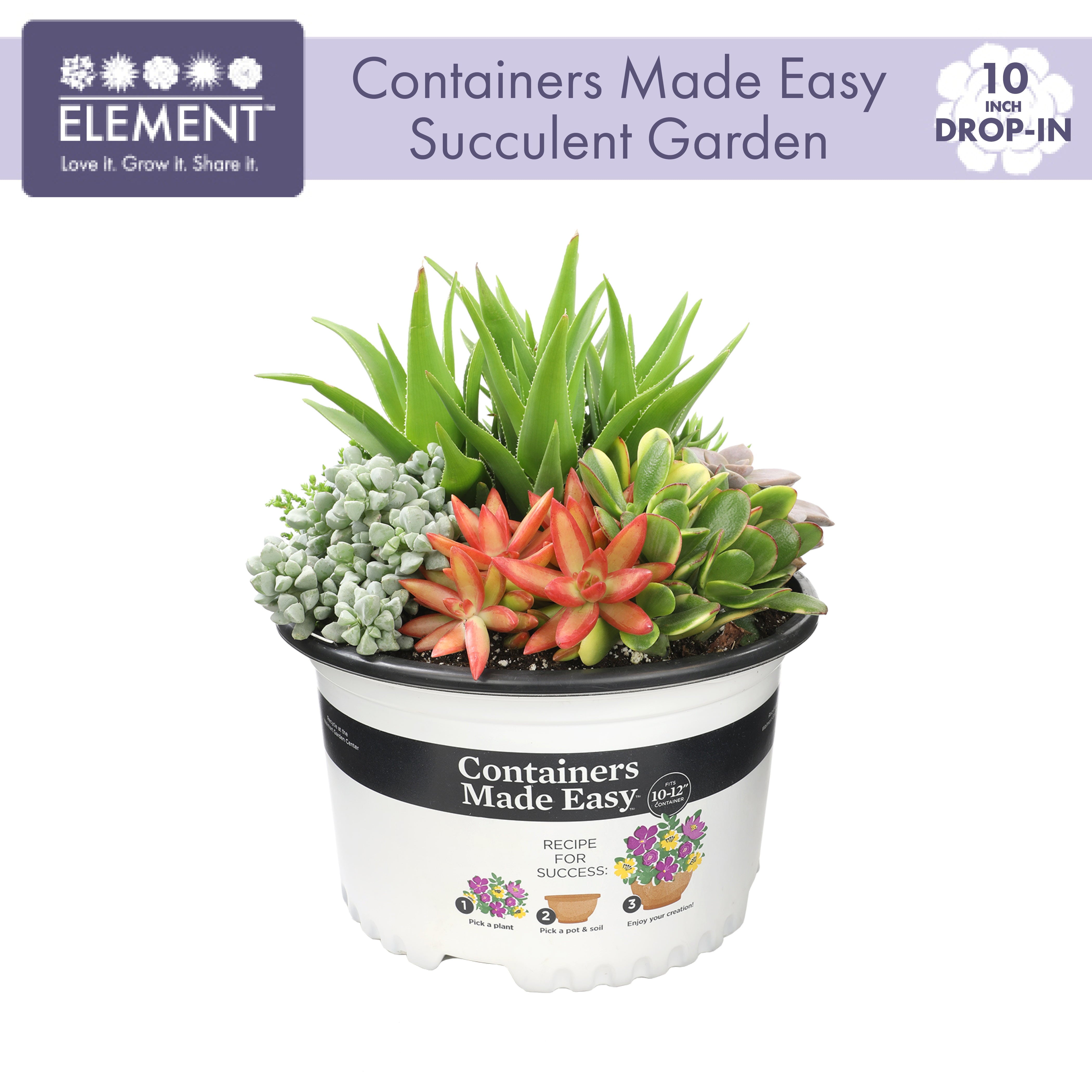 Element by Altman Plants 10IN Succulent Containers Made Easy