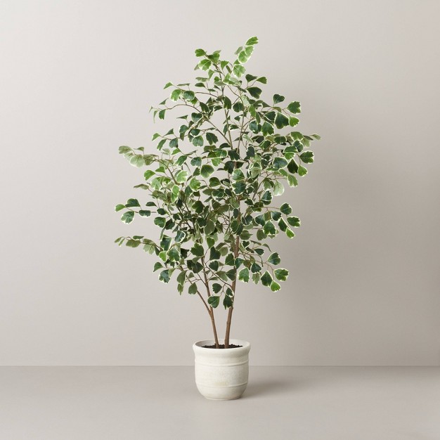 Faux Variegated Triangle Ficus Tree - Hearth and Hand With Magnolia