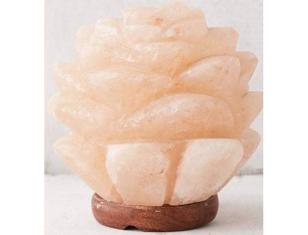 Succulent Himalayan Salt Novelty Table Lamp Q amp a Himalayan Salt