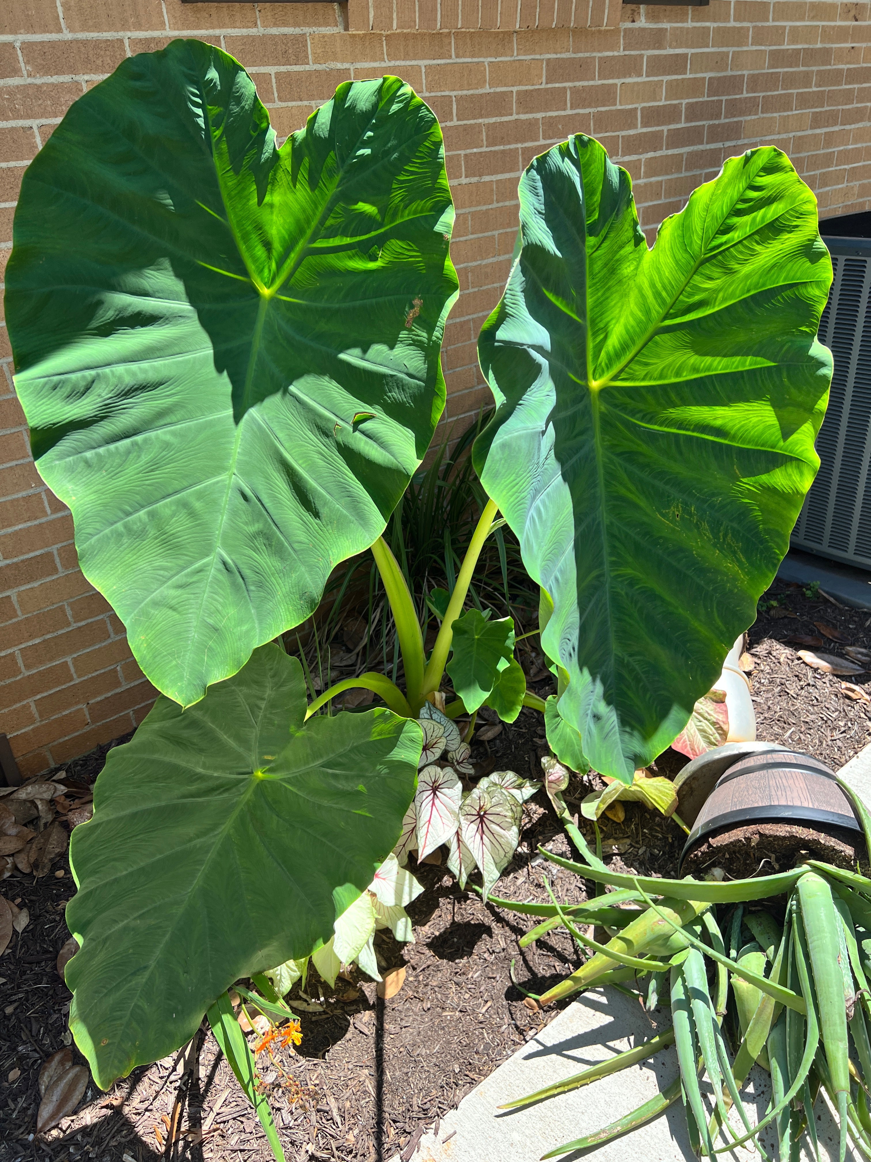 Blue Buddha Farm: Giant Elephant Ear Colocasia Bulb - Easy to Grow Outdoor Tropical Perennial Plant