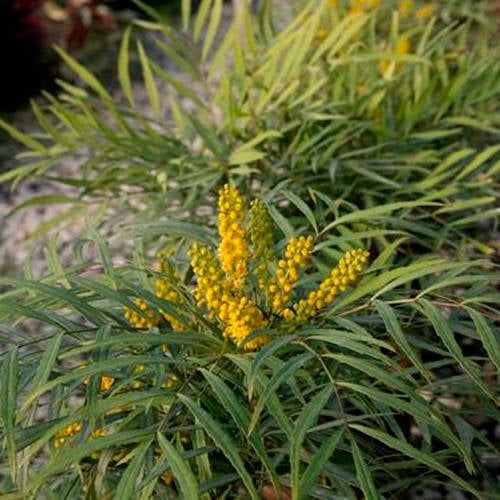 Soft Caress Mahonia (2 Gallon) Flowering Evergreen Shrub with Yellow Winter Blooms - Part Sun to Shade Live Outdoor Plant