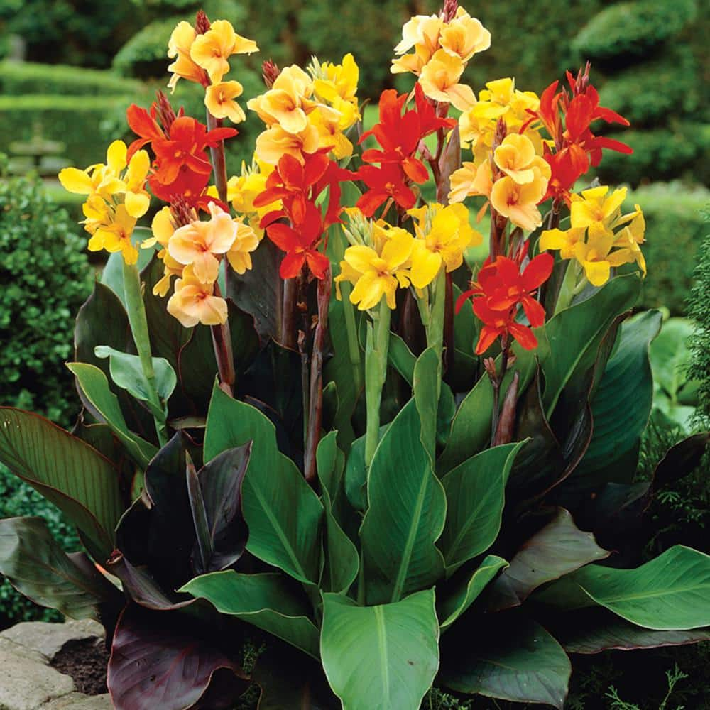 VAN ZYVERDEN Canna Giant Tall Mixed Bulbs (12-Pack) 111982