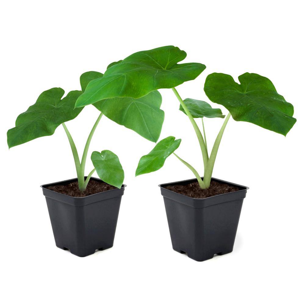 national PLANT NETWORK 3.5 in. Colocasia Polar Green Plant in Grower Container (2-Piece) HD1450