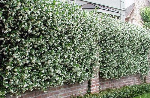 Confederate Star Jasmine Plant - 6