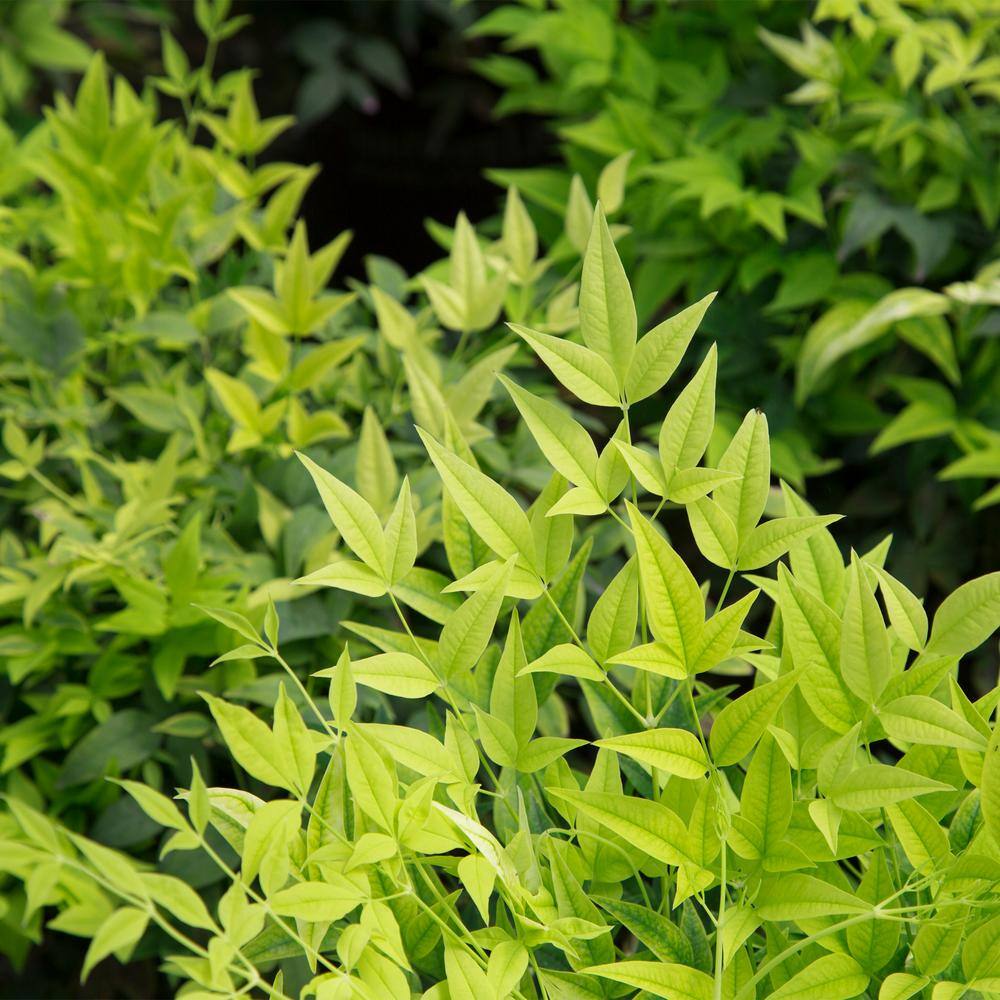 Southern Living 2 Gal. Lemon Lime Nandina Shrub with Lime Green Foliage 14409