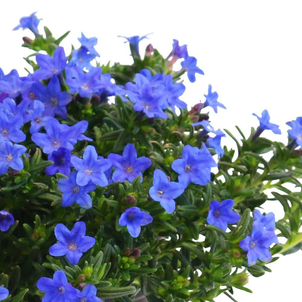 METROLINA GREENHOUSES 2 Qt. Blue Lithodora Perennial Plant (3-Pack) 4659