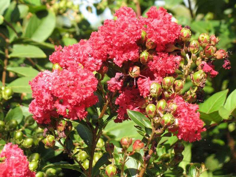 Crape Myrtle 'Cherry Dazzle'