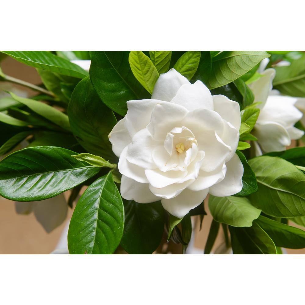 Online Orchards 1 gal. Buttons Gardenia Flowering Shrub with Large Fragrant White Blooms and Glossy Dark Green Leaves (2-Pack) SBGD001