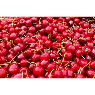 Online Orchards 4-in-1 Cherry Jubilee Tree Bare Root CBCH004