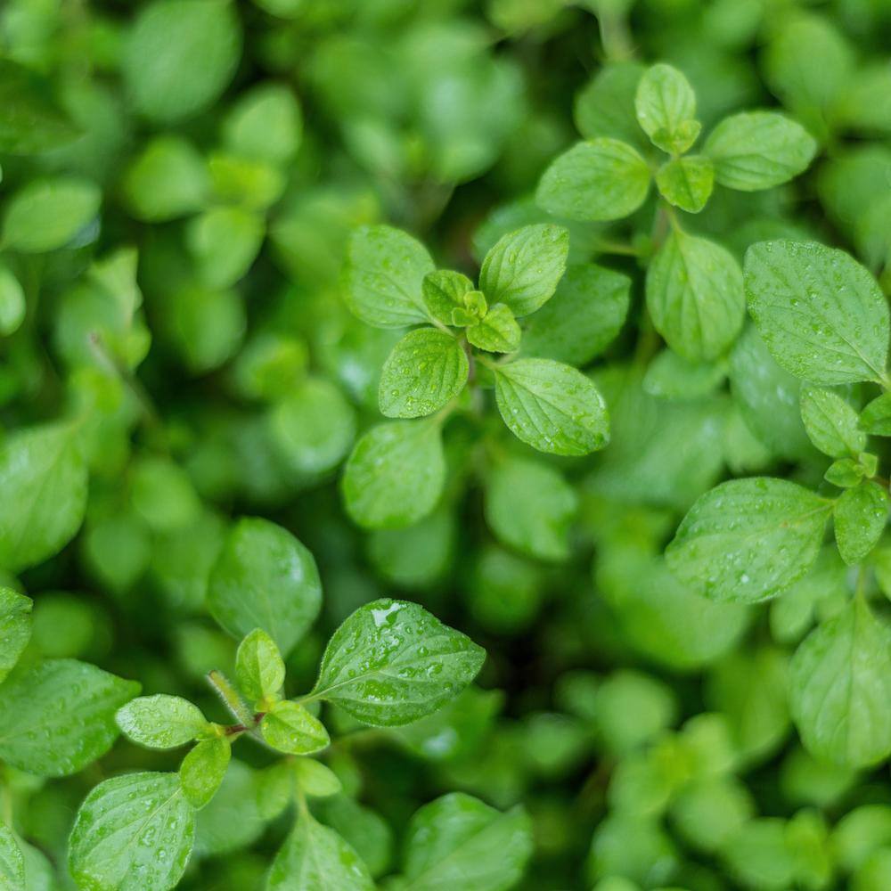 Bonnie Plants 19 oz. Greek Oregano Herb Plant 1003800571