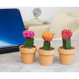 SMART PLANET 2.5 in. Assorted Grafted Cactus 3-Pack in Terra Cotta Clay Pot 0872530