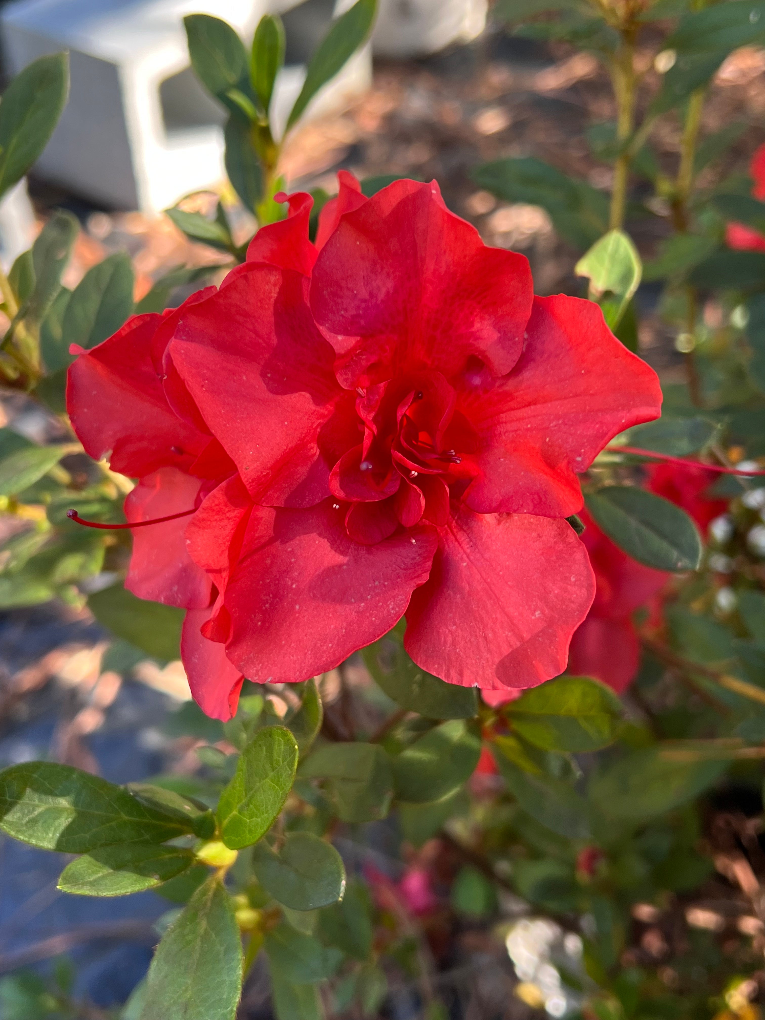 Encore Azalea Autumn Embers