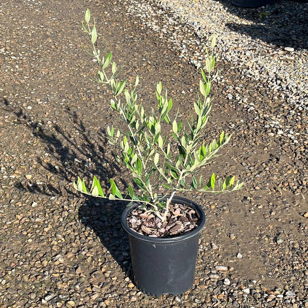 Alder  Oak #2 Container Leccino Olive Tree OLLE02
