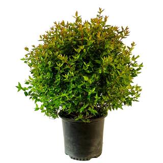 2.25 Gal. Edward Goucher Abelia Live Shrub with Pink Flowers O005003