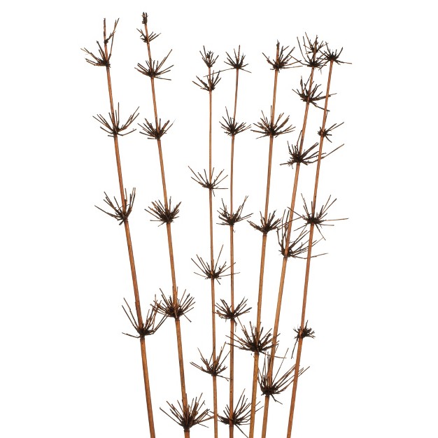 Star Bamboo Reed Stem Dried