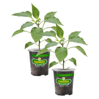 Bonnie Plants 19 oz. Serrano Pepper Plant (2-Pack) 202036