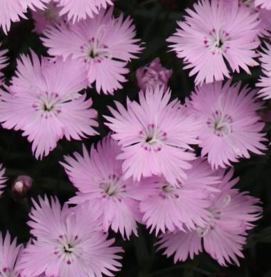 Classy Groundcovers - Border Pinks 'Bath's Pink' Cheddar Pinks {25 Pots - 3 1/2 inch Square}