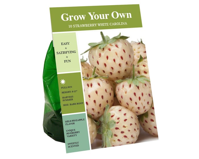 Van Zyverden Inc. Strawberry White Carolina (Pineberry) 00749