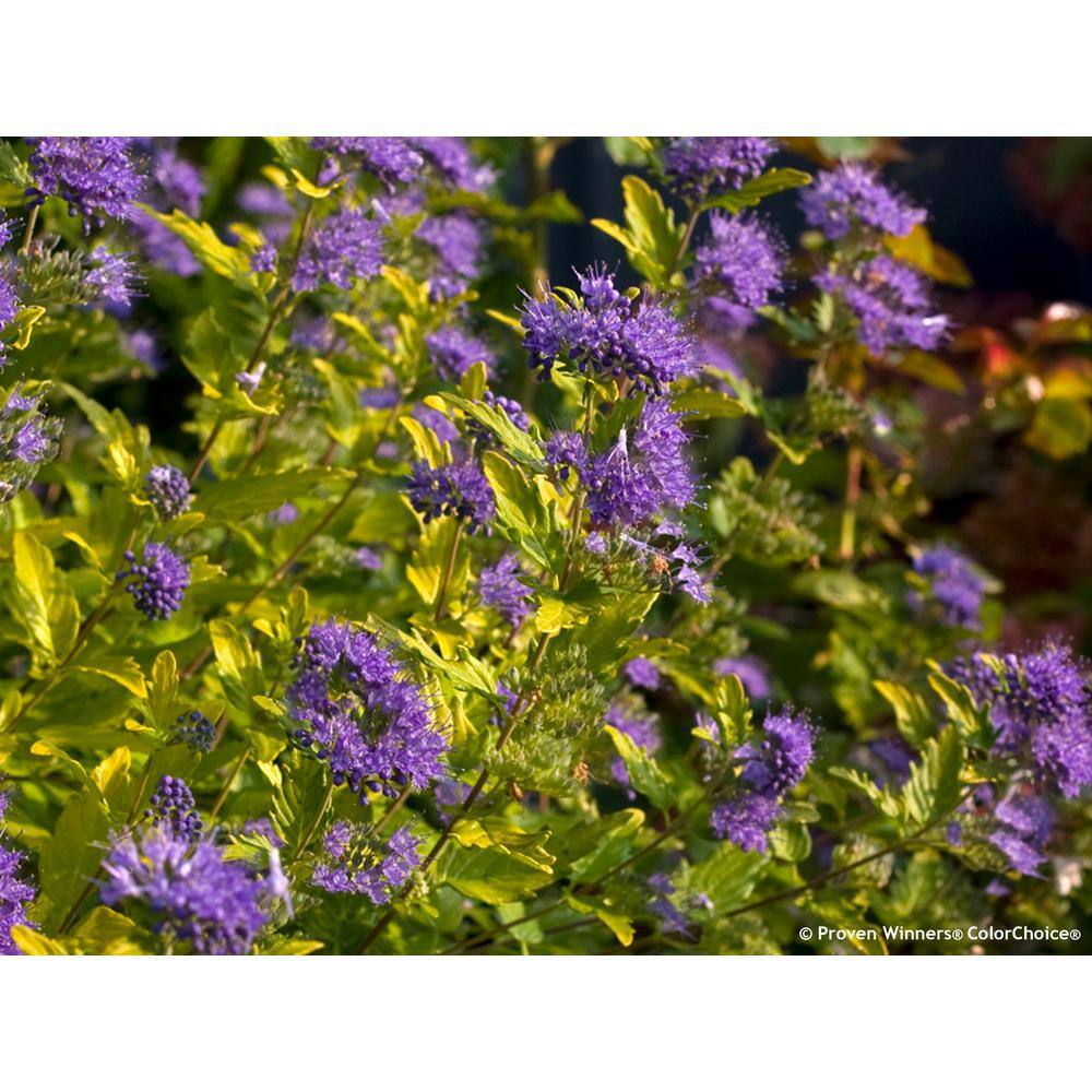PROVEN WINNERS 4.5 in. qt. Sunshine Blue II Bluebeard (Caryopteris) Live Shrub Blue Flowers and Bright Yellow Foliage CARPRC1067800