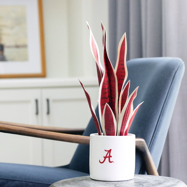 Quicskcart University Of Alabama Faux Snake Plant， Indoor Artificial Plant For Home Decor