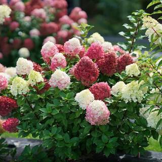 PROVEN WINNERS 3 Gal. Little Lime Punch Panicle Hydrangea (Paniculata) Live Shrub with Green White and Pink Flowers PWHYD3LLP1PK