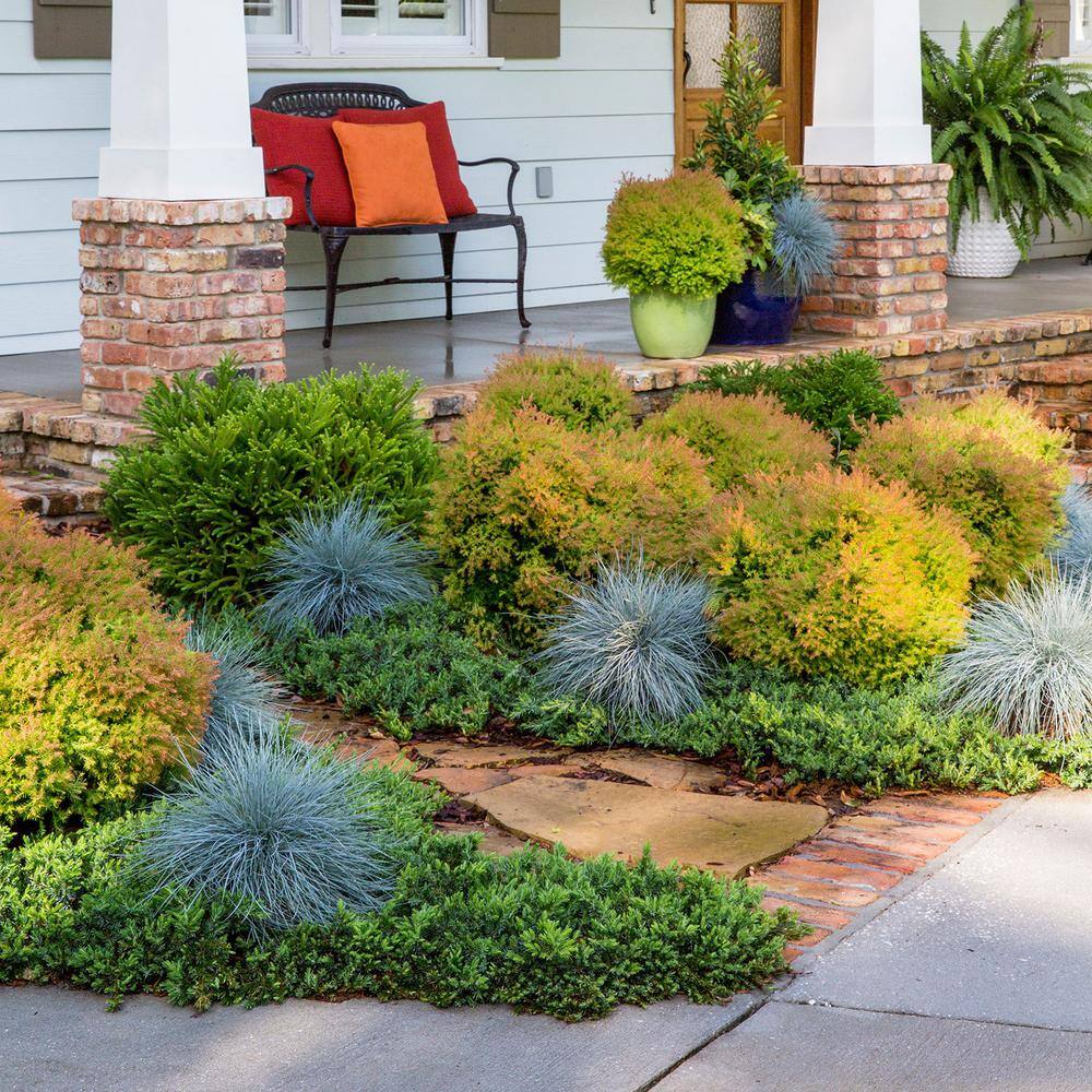 SOUTHERN LIVING 2 Gal. Fire Chief Arborvitae (Thuja) Live Dwarf Evergreen Shrub Golden-Orange Foliage 55292