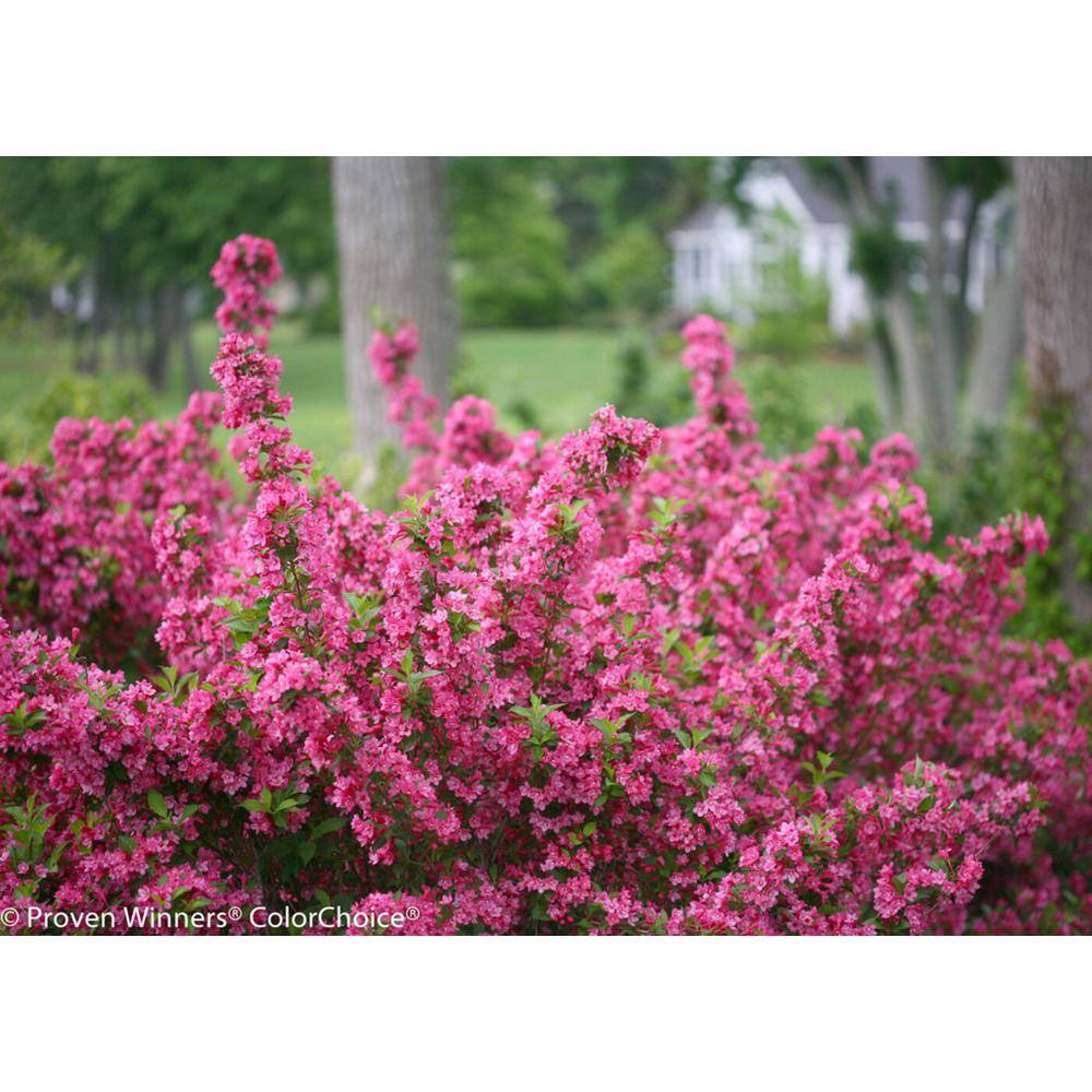 PROVEN WINNERS 2 Gal. Sonic Bloom Pink Weigela Live Shrub with Hot Pink Reblooming Flowers O91212W