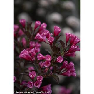 PROVEN WINNERS 4.5 in. Qt. Wine and Roses Reblooming Weigela (Florida) Live Shrub Pink Flowers and Dark Purple Foliage WEIPRC1017800