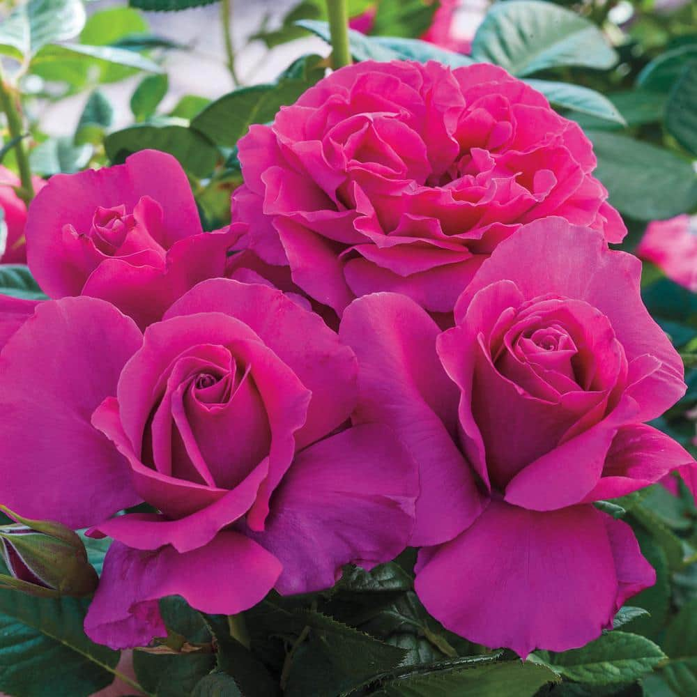 Spring Hill Nurseries Pretty Lady Downton Abbey Grandiflora Rose Dormant Bare Root Plant Pink Color Flowers (1-Pack) 86310