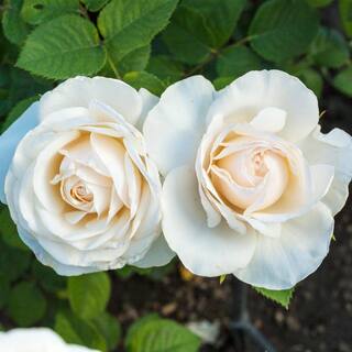 Spring Hill Nurseries Easy Spirit Floribunda Rose Dormant Bare Root Plant with White Flowers (1-Pack) 86296