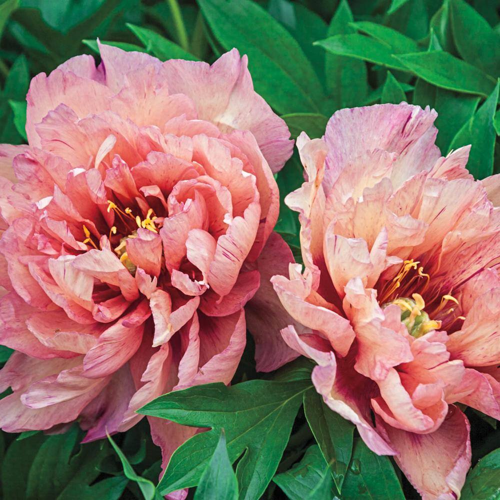 Spring Hill Nurseries 4 in. Pot Kopper Kettle Itoh Peony Live Perennial Plant 61967