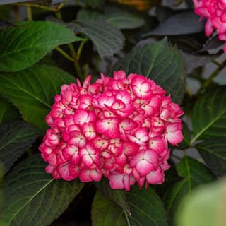 FIRST EDITIONS 2 Gal. Eclipse Hydrangea Shrub with Cranberry Flowers 17218