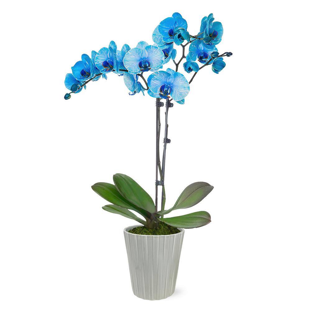 Just Add Ice Premium Orchid (Phalaenopsis) Watercolor Blue Plant in 5 in. Grey Ceramic Pottery J5016