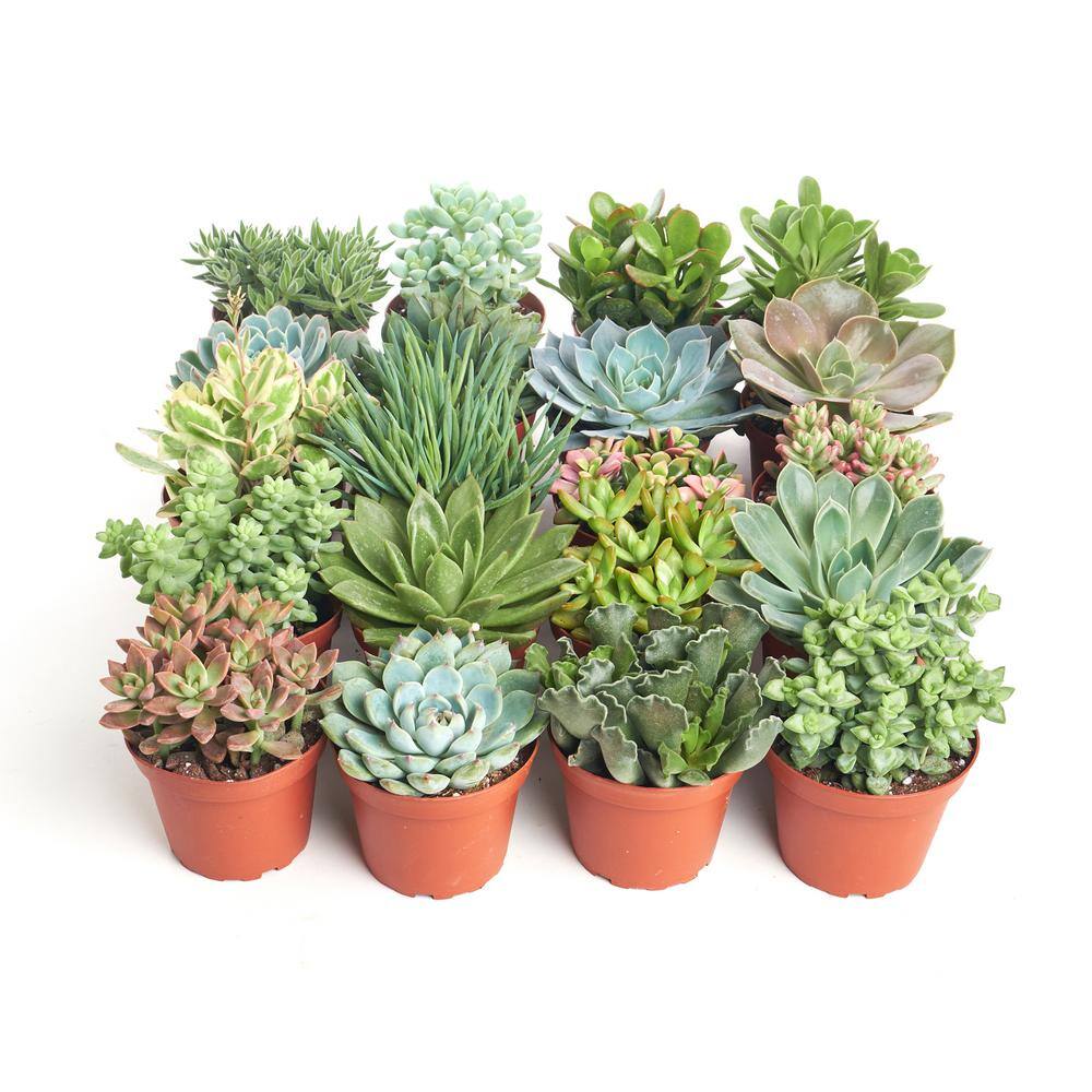 Shop Succulents 4 in. Assorted Succulent Collection Succulent (Collection of 20) A4-20