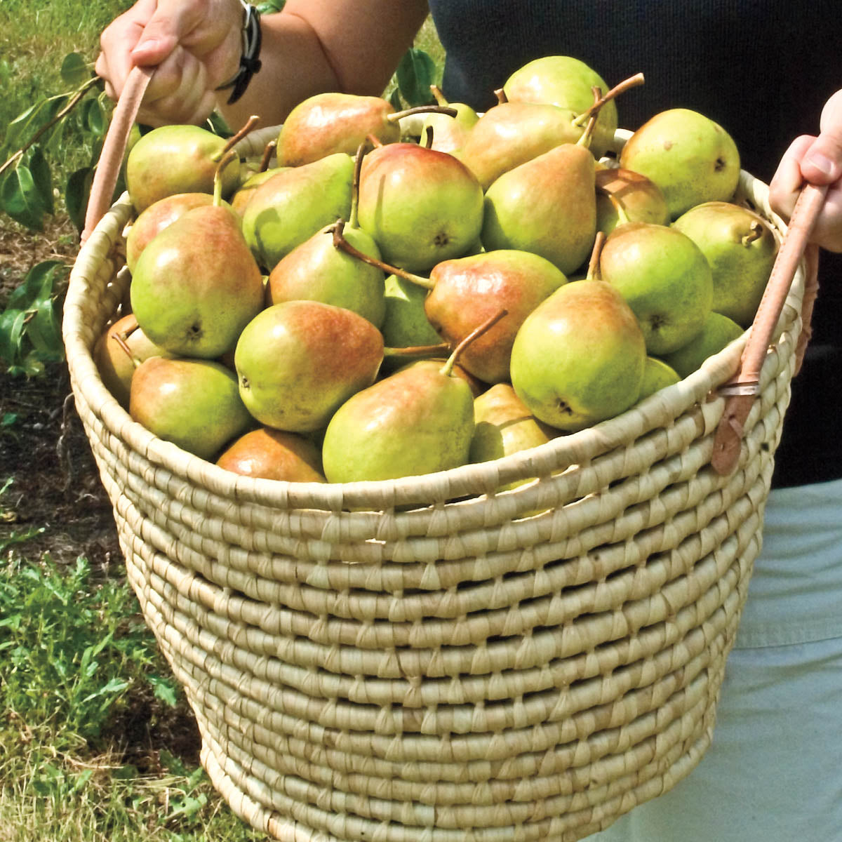 Crisp 'N Sweet Pear Dormant Bare Root Standard Starter Fruit Tree (1-Pack)