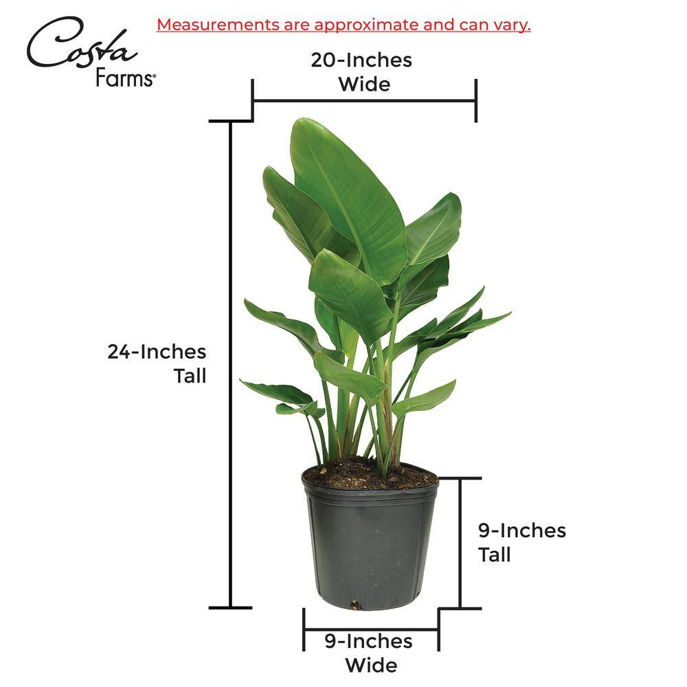 Costa Farms White Bird of Paradise Indoor Plant in 10 in. Grower Pot Avg. Shipping Height 2-3 ft. Tall CO.3.WB11.PARWHT