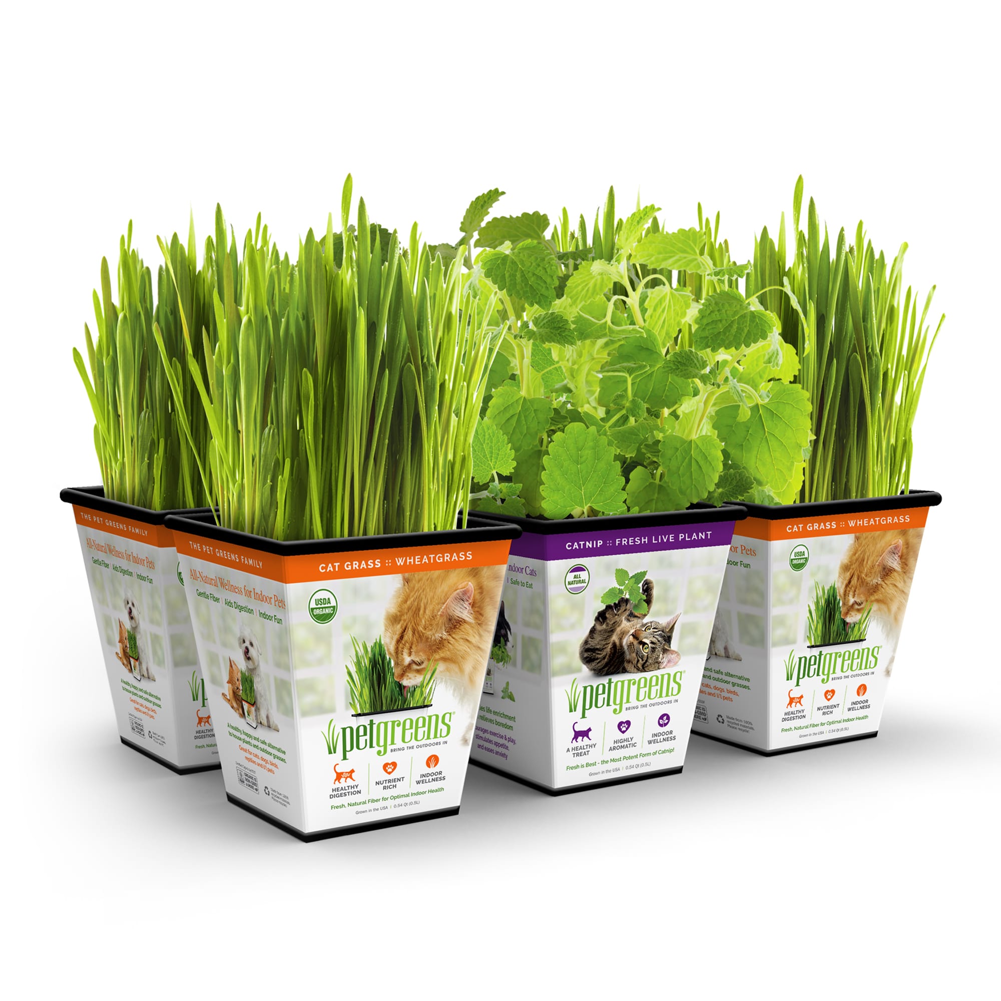 PET GREENS Multi Pack Live Grass amp; Catnip， Pack of 6