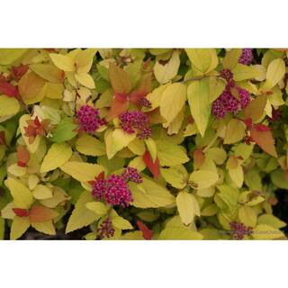 PROVEN WINNERS 1 Gal. Double Play Candy Corn Spirea (Spiraea) Live Shrub Purple Flowers and Orange Red and Yellow Foliage SPIPRC1096101